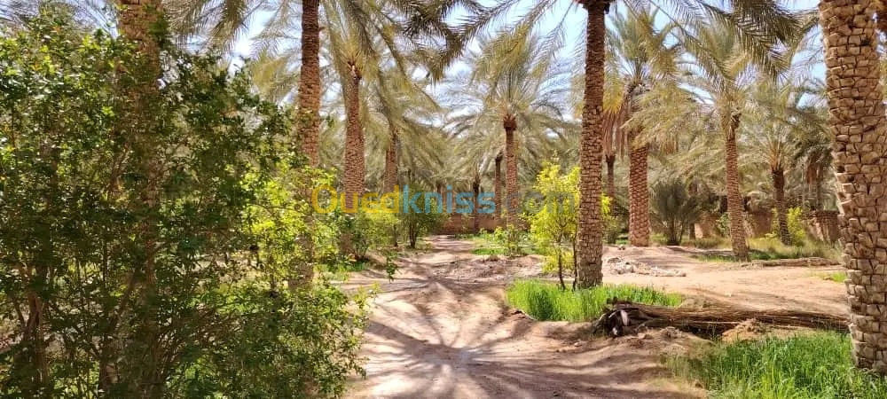 Vente Terrain Agricole Biskra Tolga