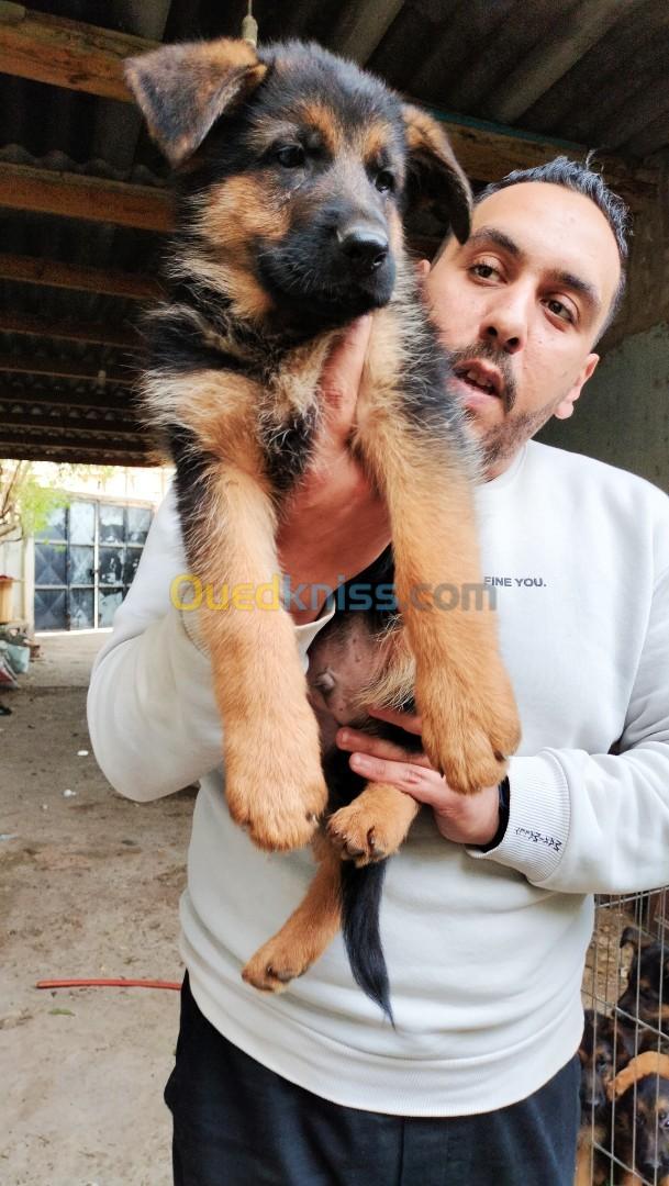 Chiot pédigrée ligné de champion 