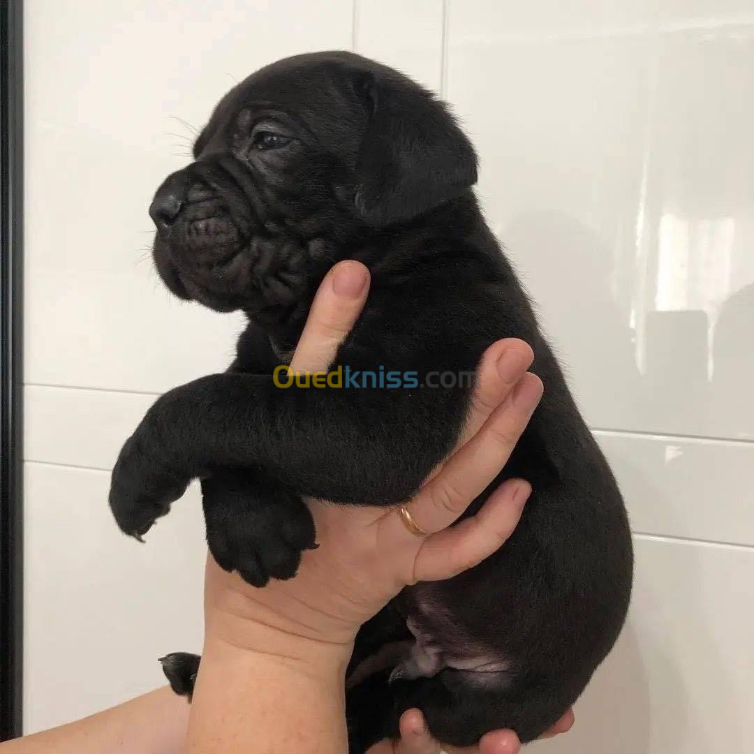 Cane corso chiot 