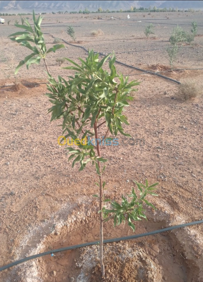 Vente Terrain Agricole Bechar Bechar