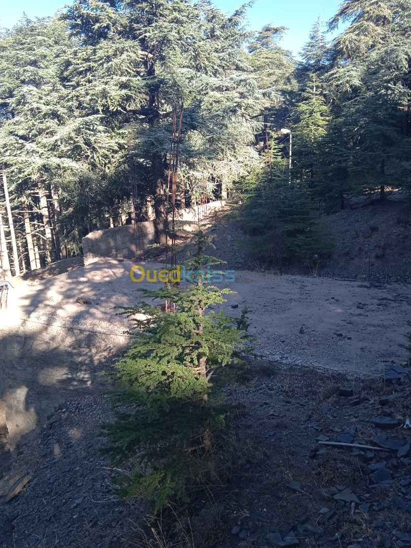 Vente Terrain Blida Chrea