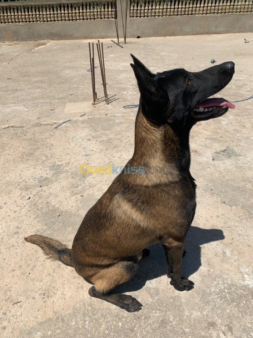 Chien malinois masque noir charbonner