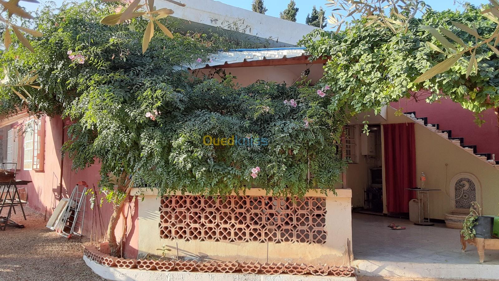 Vente bien immobilier Tlemcen Maghnia