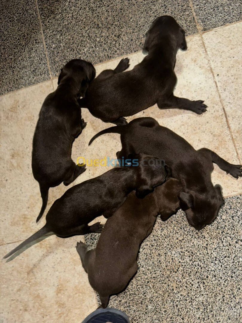 Chiots braques allemands pure races parents importer de france