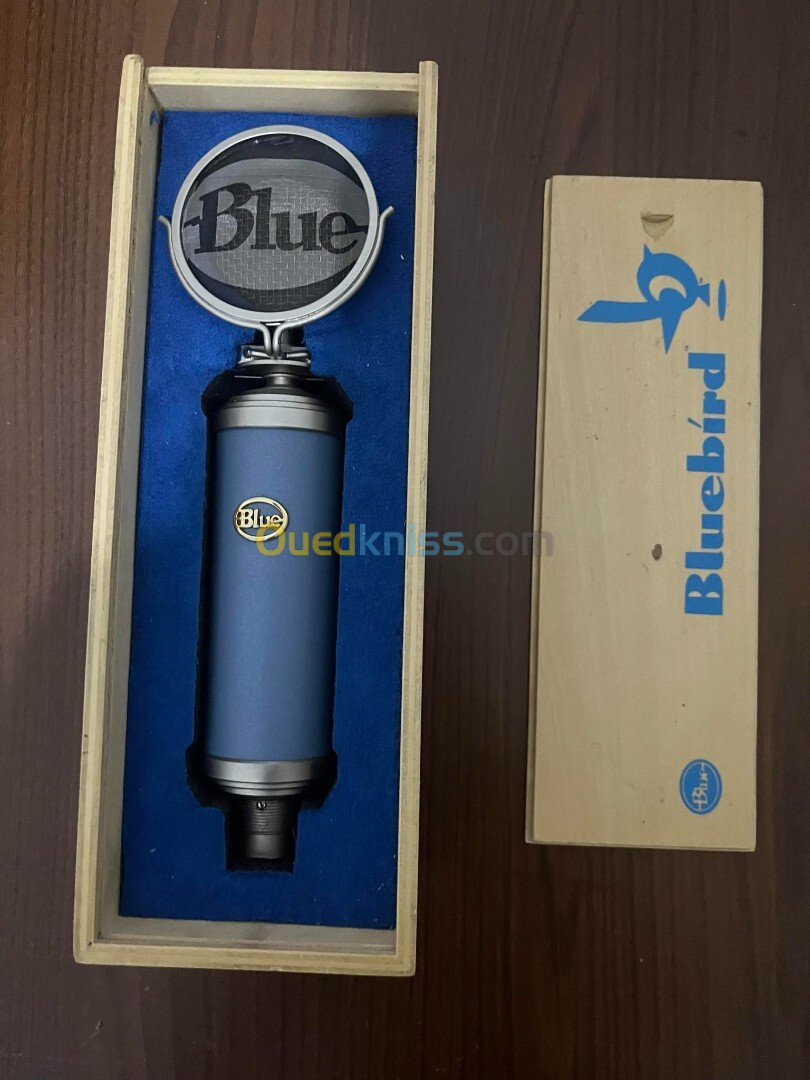 Mic blues bluebird