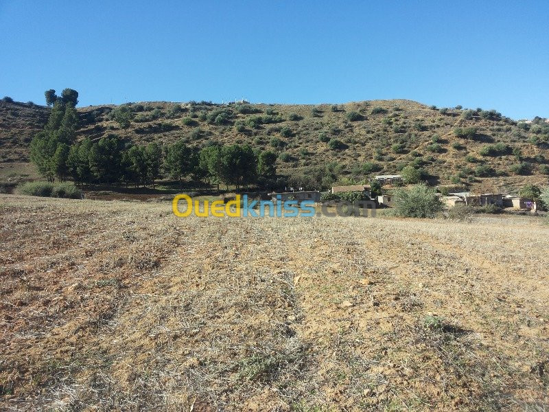 Vente Terrain Ain defla Oued chorfa