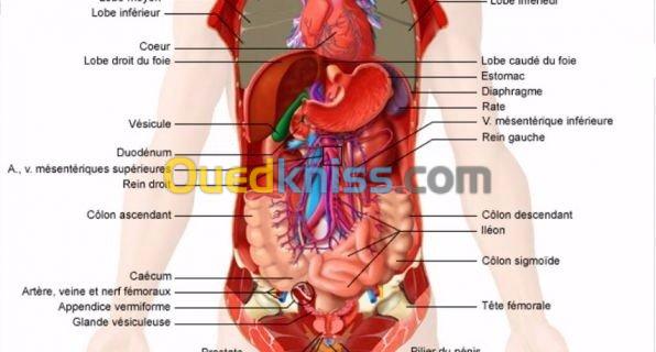 جراحة عامة و ختان الاطفال-Circoncision