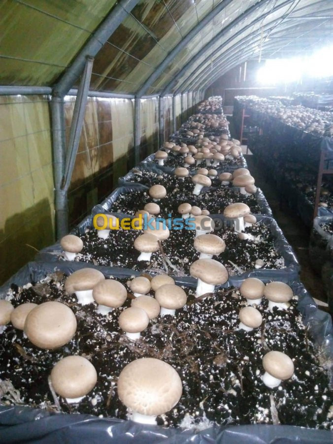 champignons frais 