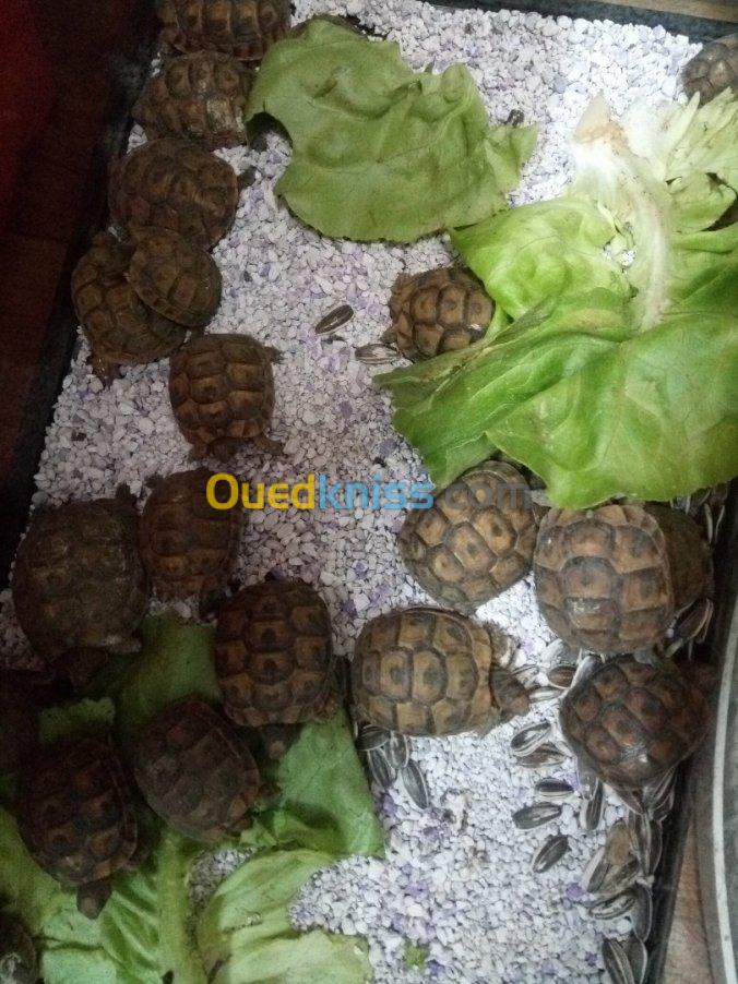 Tortues سلاحف