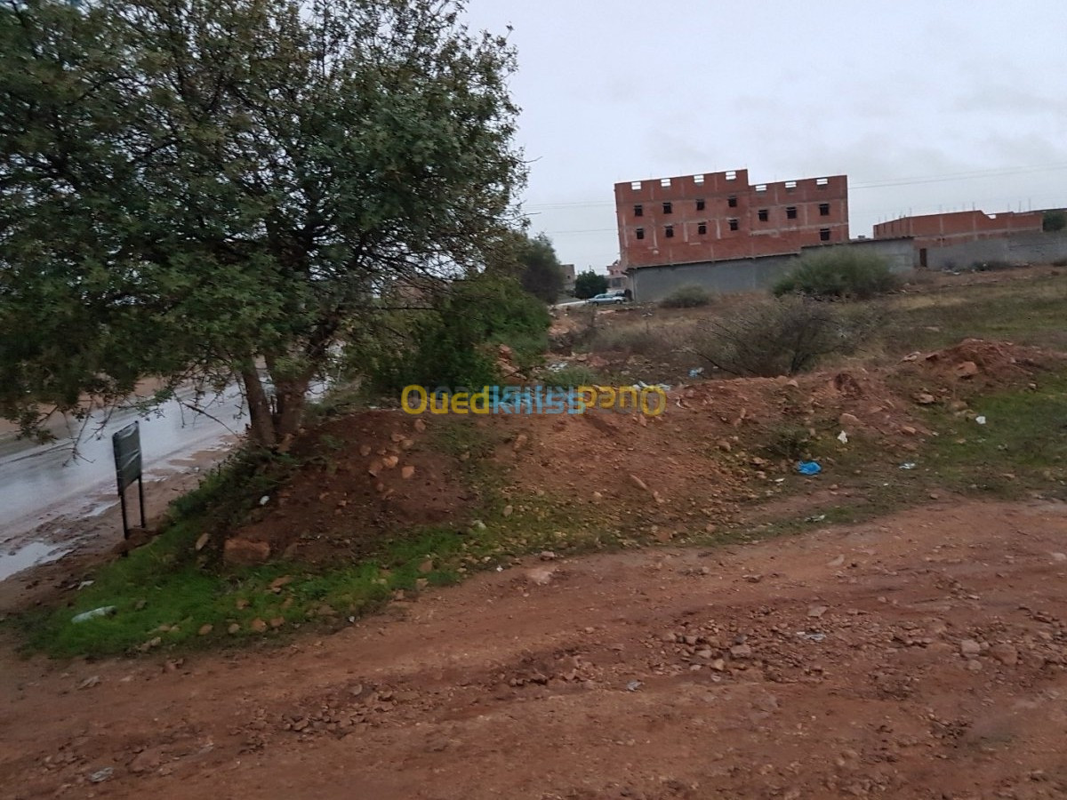 Vente Terrain Tlemcen Maghnia