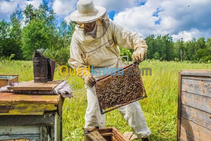 Formation qualifiante en apiculture 