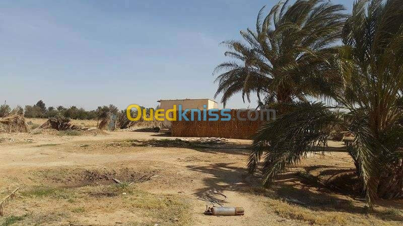 Vente Terrain Agricole Biskra Oumache