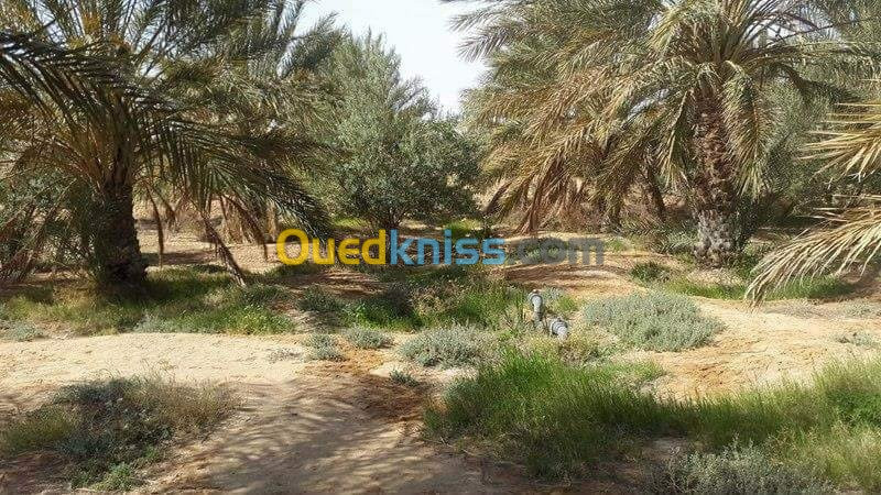 Vente Terrain Agricole Biskra Oumache