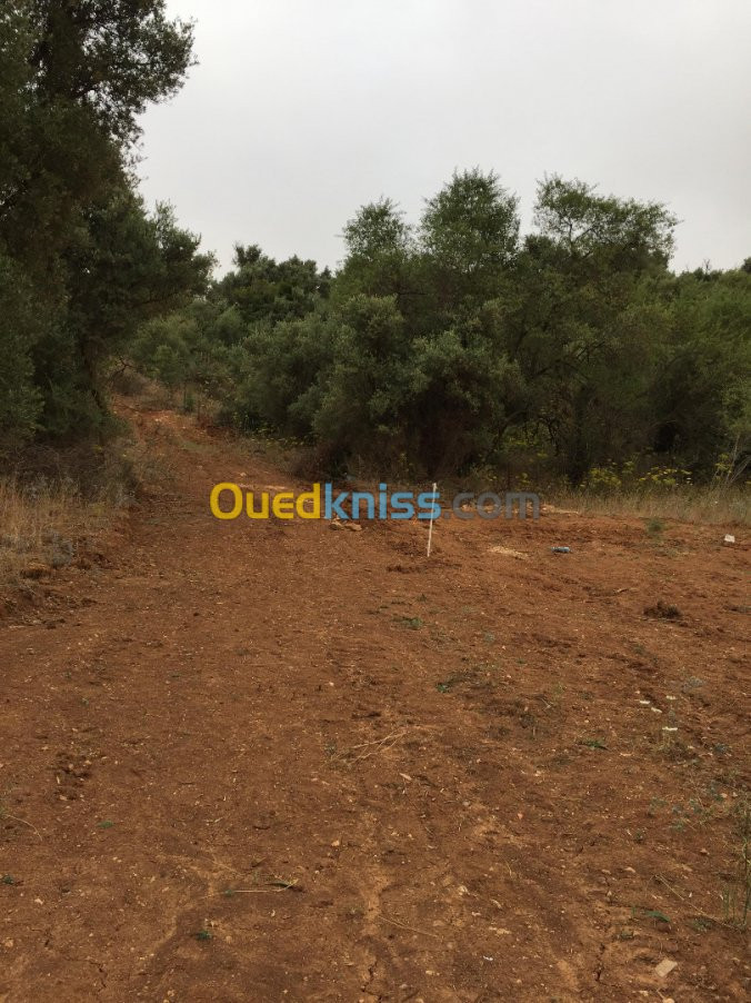 Vente Terrain Tlemcen Beni mester