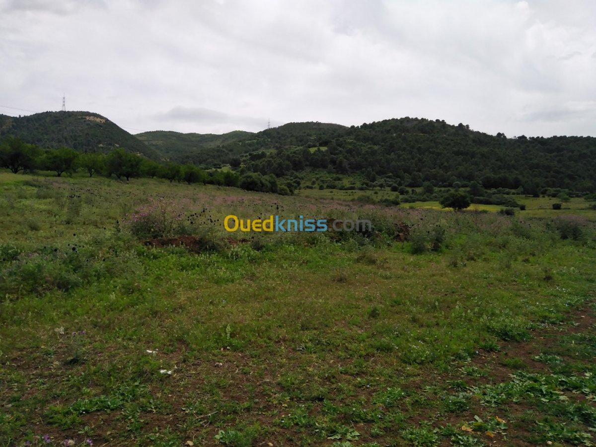 Vente Terrain Blida El affroun