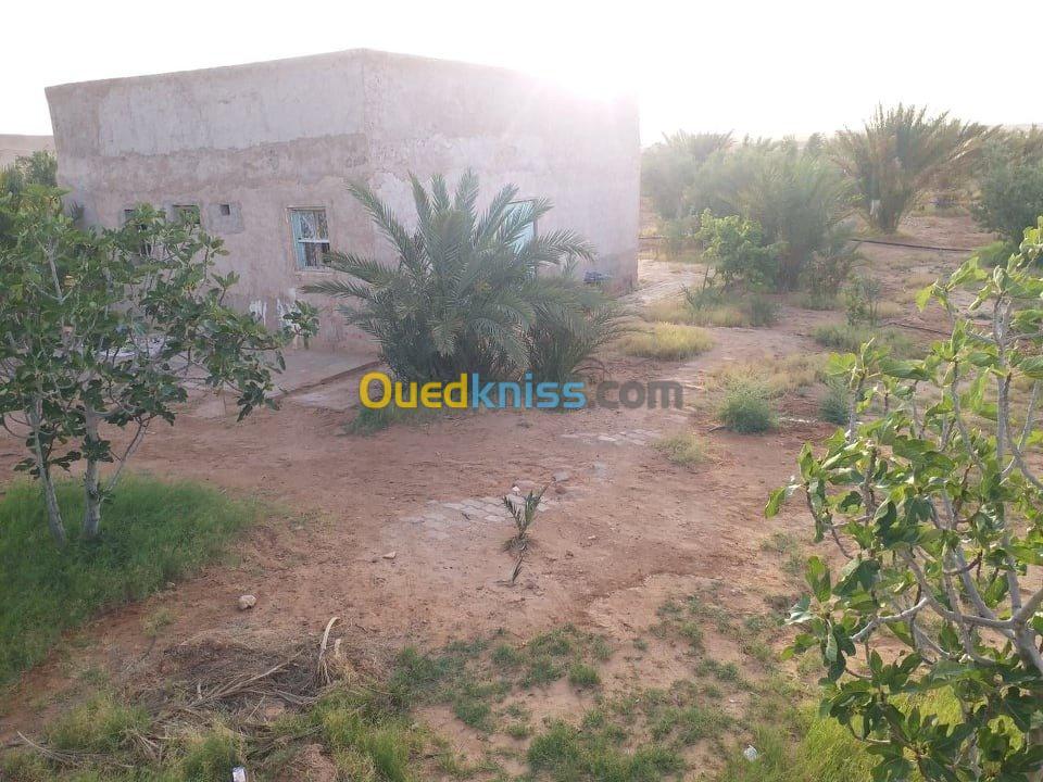 Vente Terrain Agricole Ghardaia Ghardaia