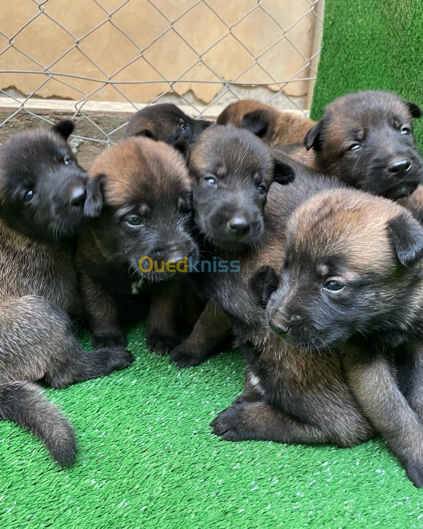 Chiots berger belge malinois 