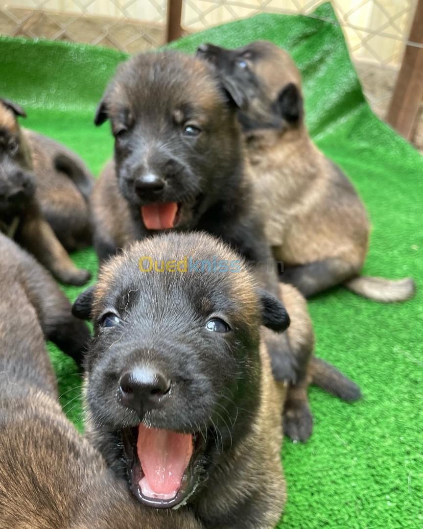 Chiots berger belge malinois 