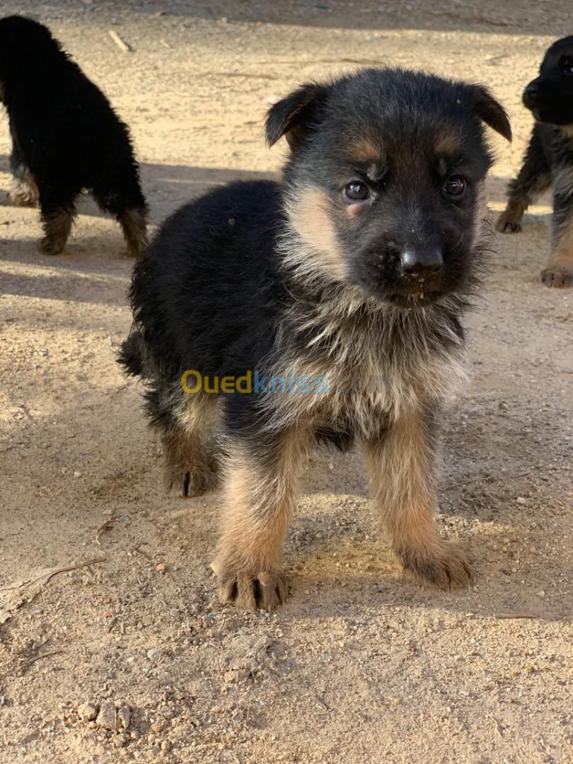 Chiots berger allemand 