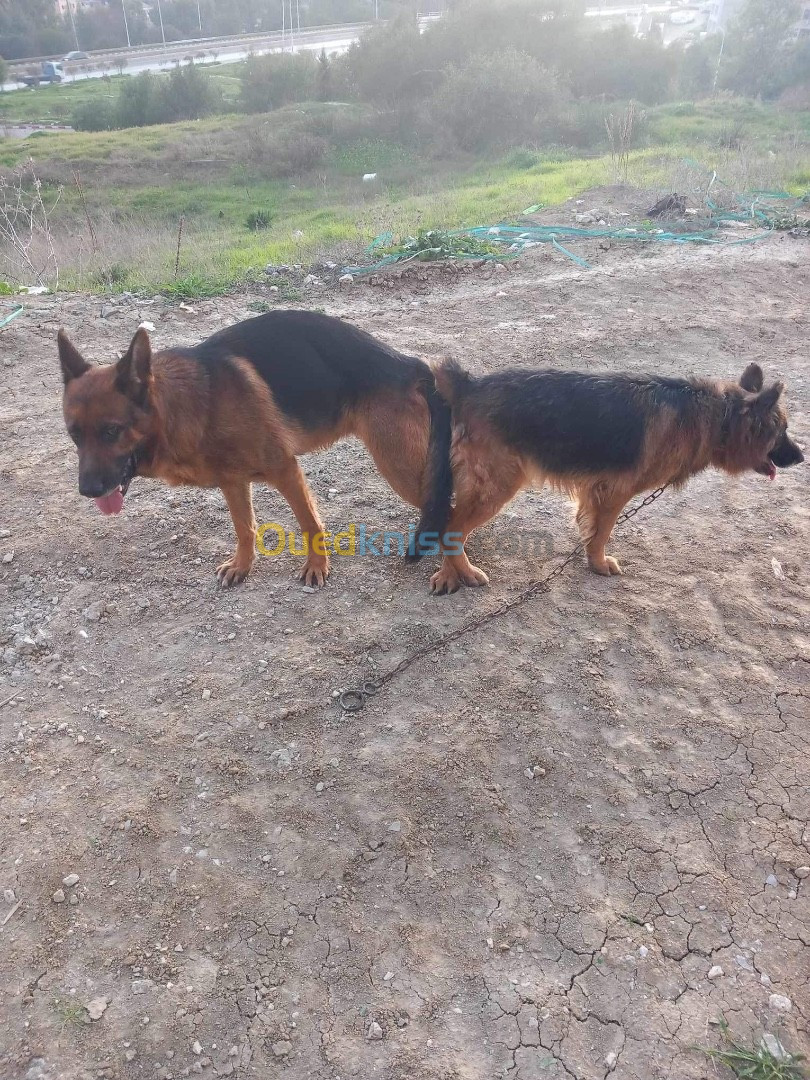 Chiots berger allemand 