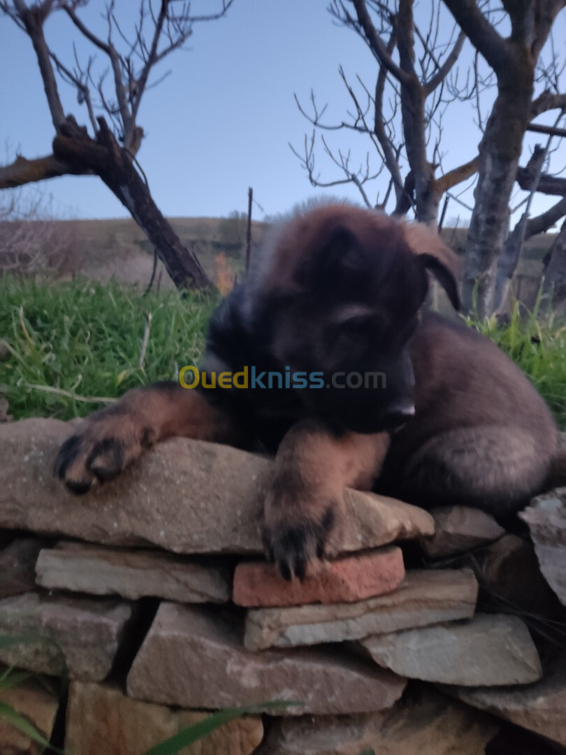 Chiot berger allemand ligne de travail 