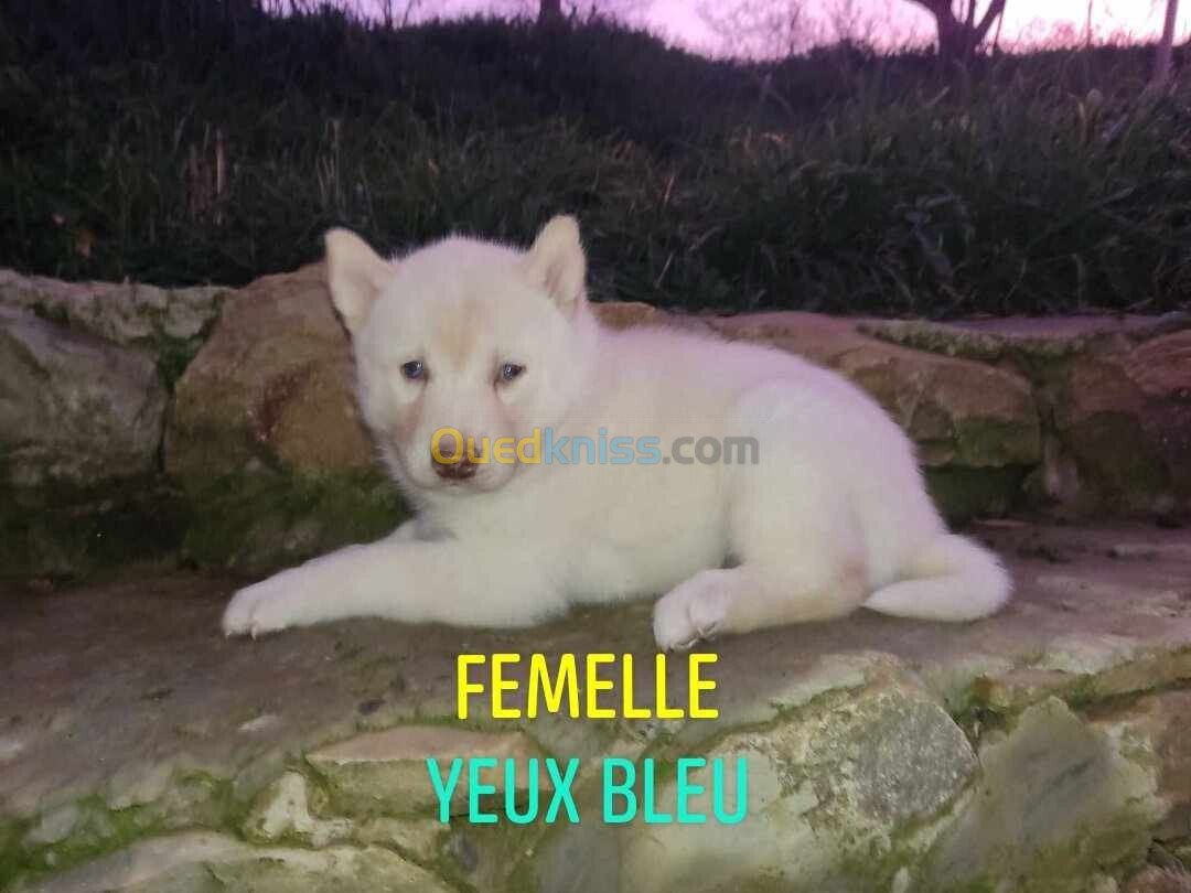 Chiot husky sibérien 