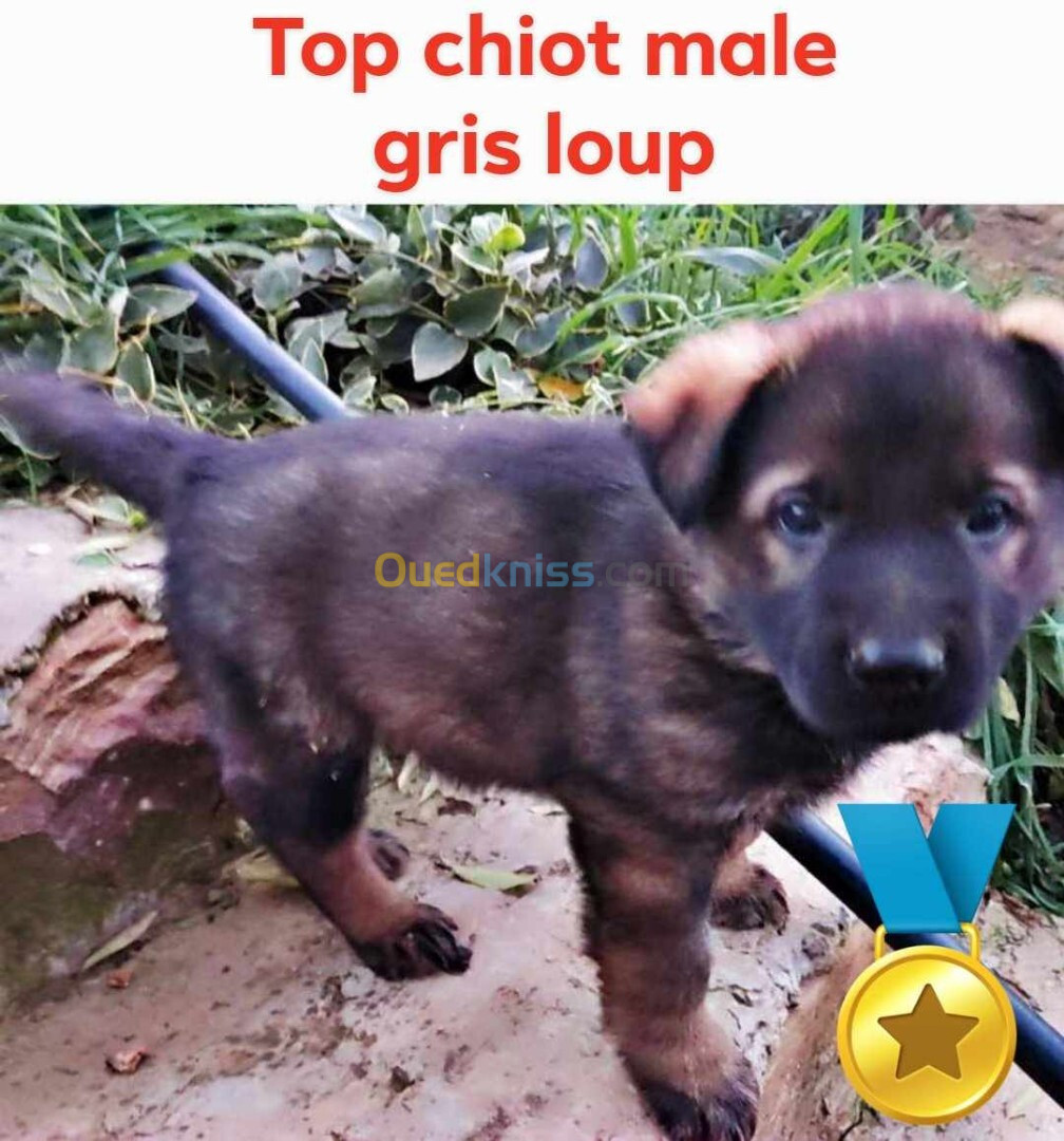 Chiot berger allemand gris loup 