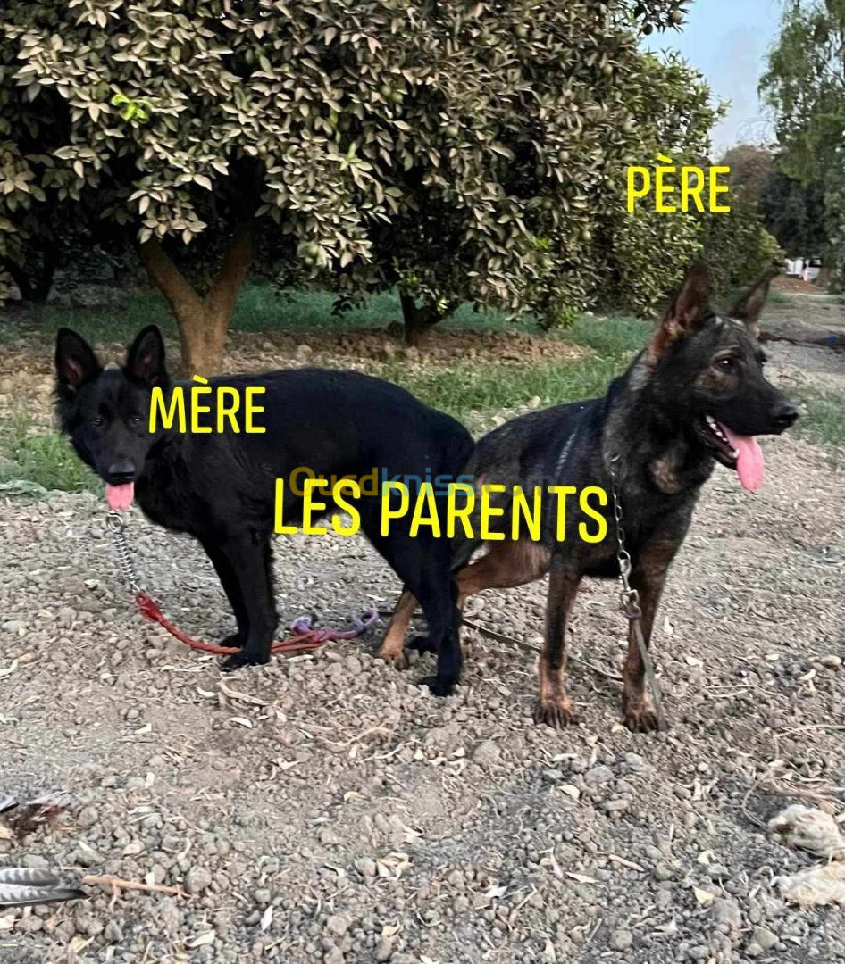 Chiot berger allemand ligne de travail 