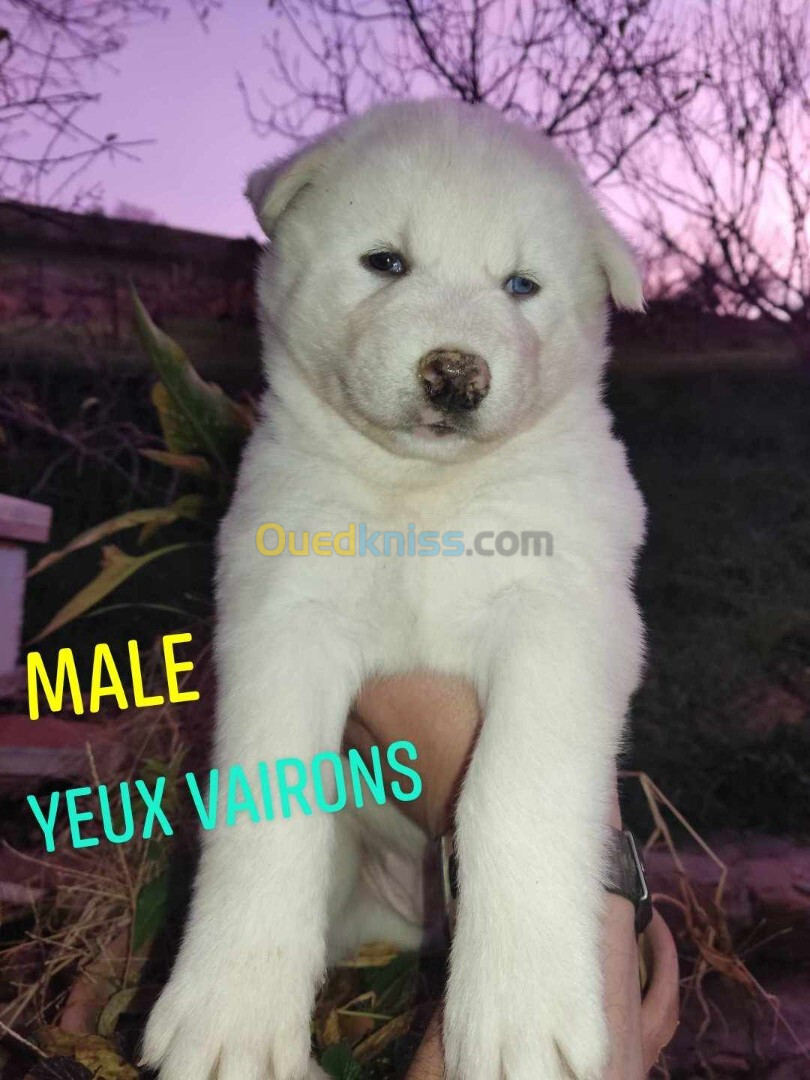 Chiot husky sibérien 