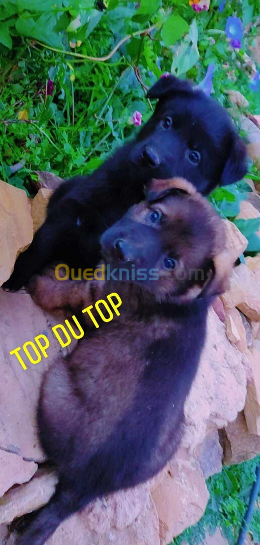 Chiot berger allemand gris loup 