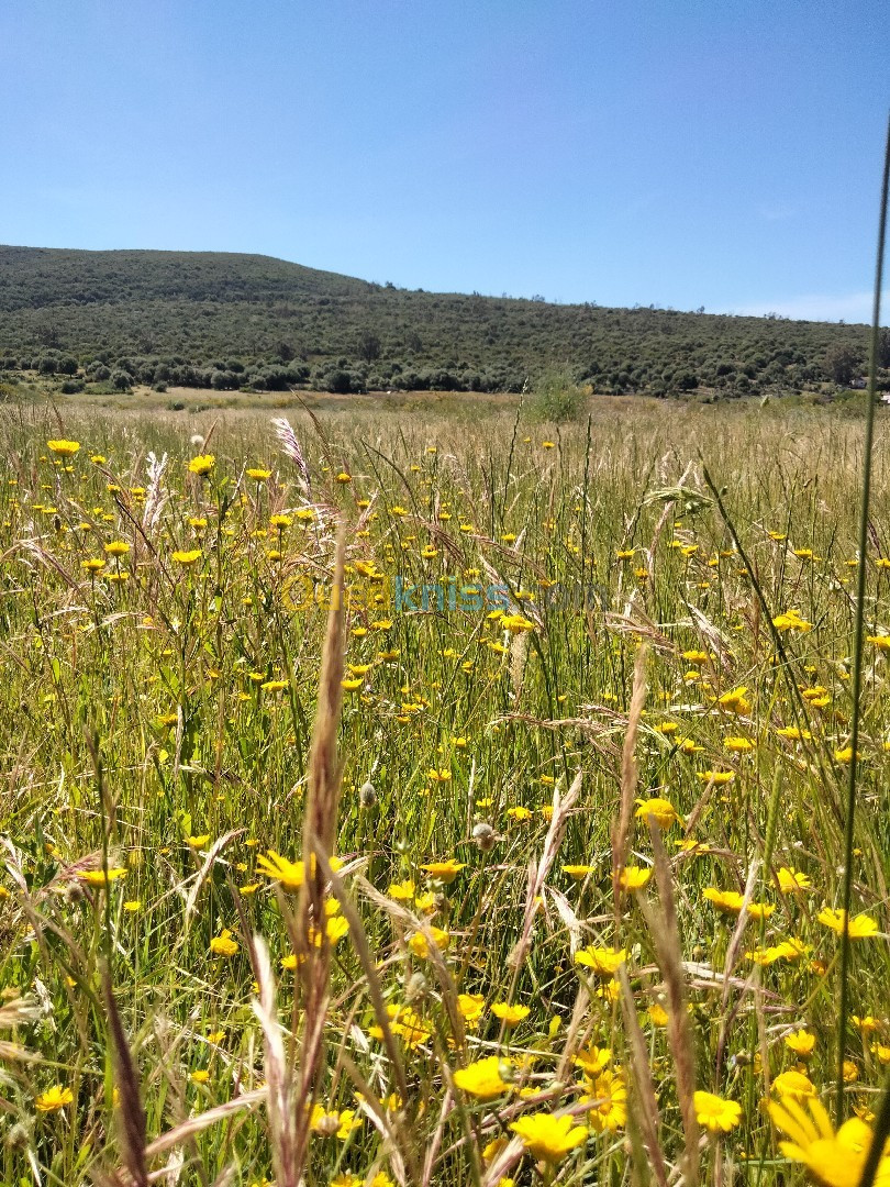 Vente Terrain Agricole El Tarf Ben mehdi