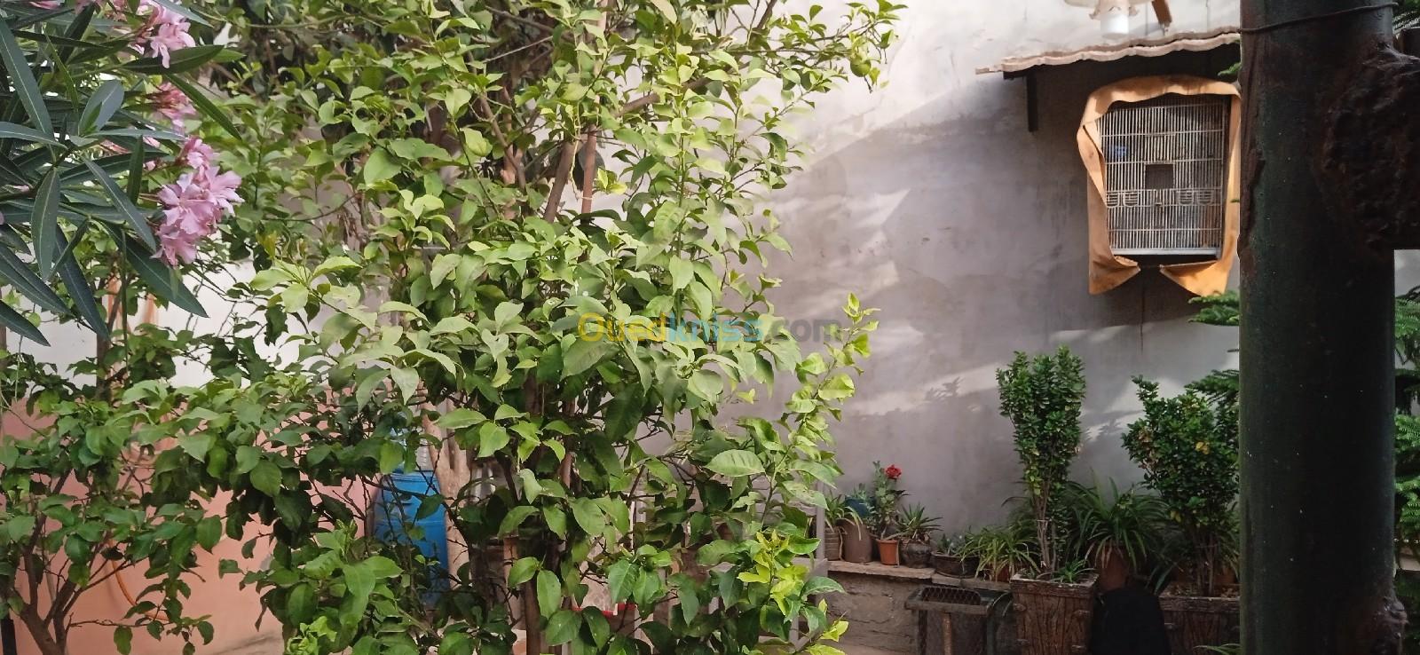 Vente Villa Alger Les eucalyptus