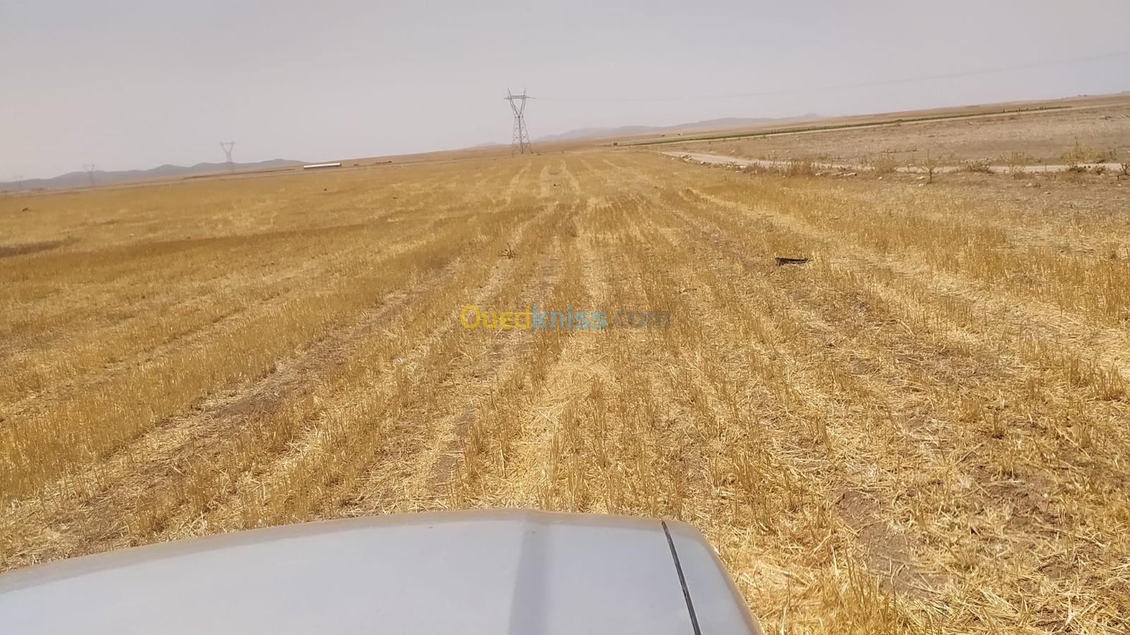 Vente Terrain Agricole Sétif Taya