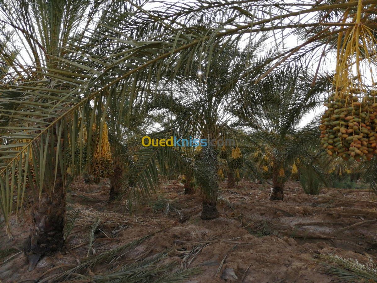 Vente Terrain Agricole Biskra El haouch