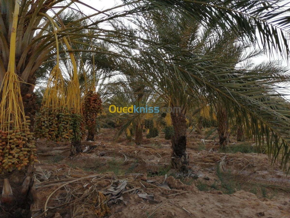 Vente Terrain Agricole Biskra El haouch