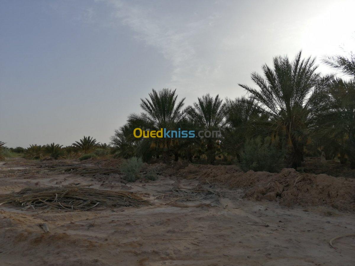 Vente Terrain Agricole Biskra El haouch