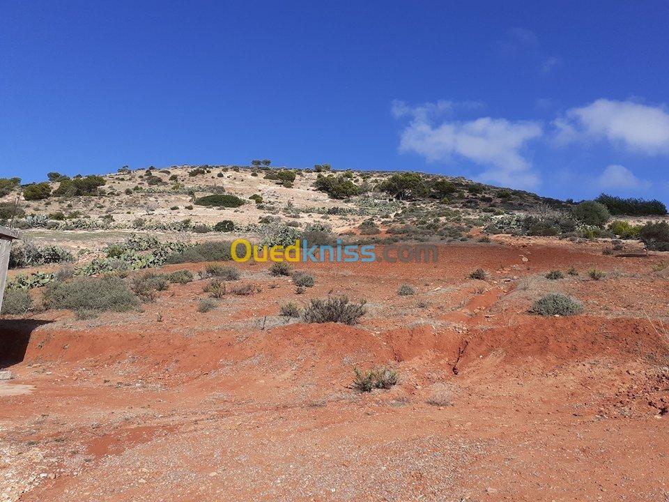 Vente Terrain Ain temouchent Oulhaca el gheraba