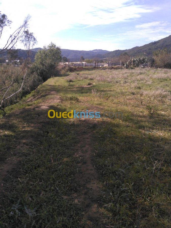 Vente Terrain Blida Oued djer