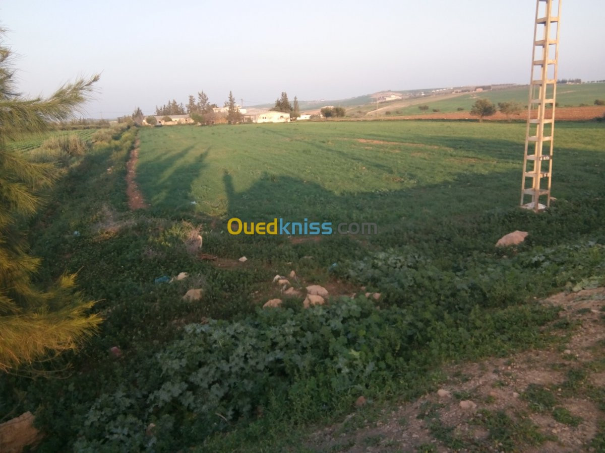 Vente Terrain Tlemcen Zenata