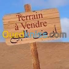 Vente Terrain Saida Ouled brahim