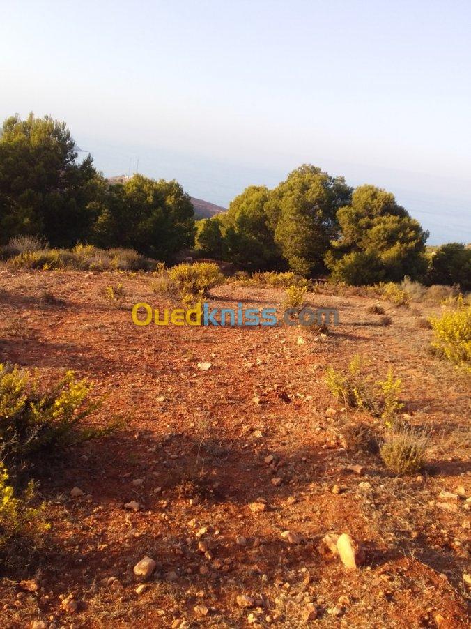 Vente Terrain Tlemcen Msirda fouaga