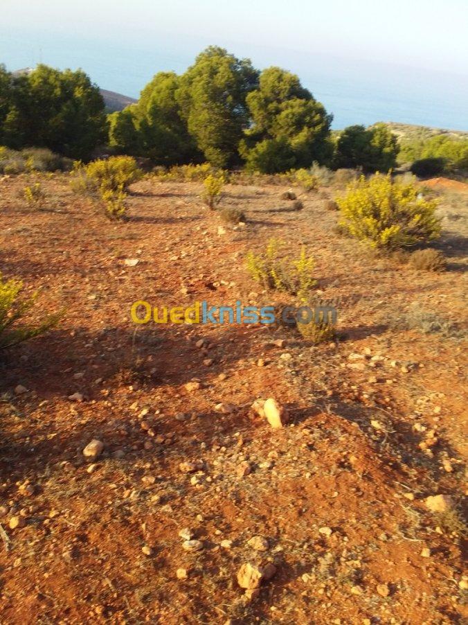 Vente Terrain Tlemcen Msirda fouaga