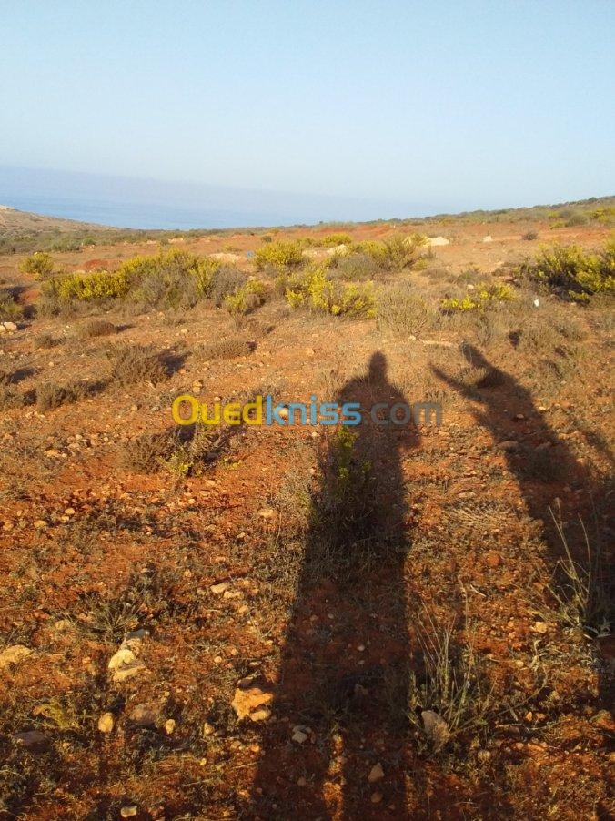 Vente Terrain Tlemcen Msirda fouaga