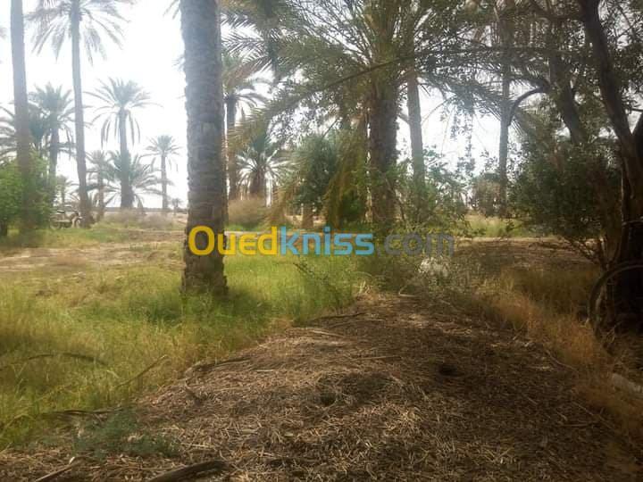 Vente Terrain Agricole Biskra Chetma