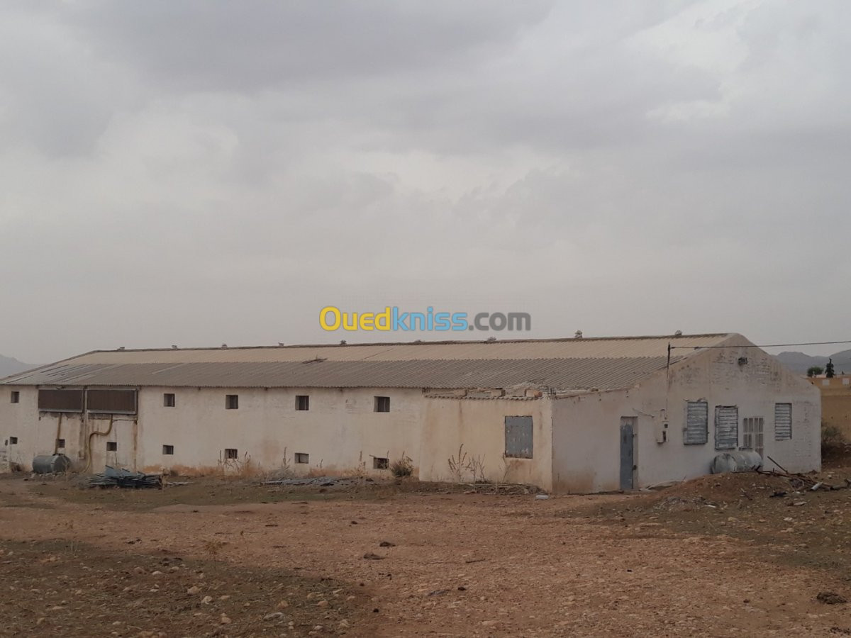 Location Hangar Batna Oued el ma