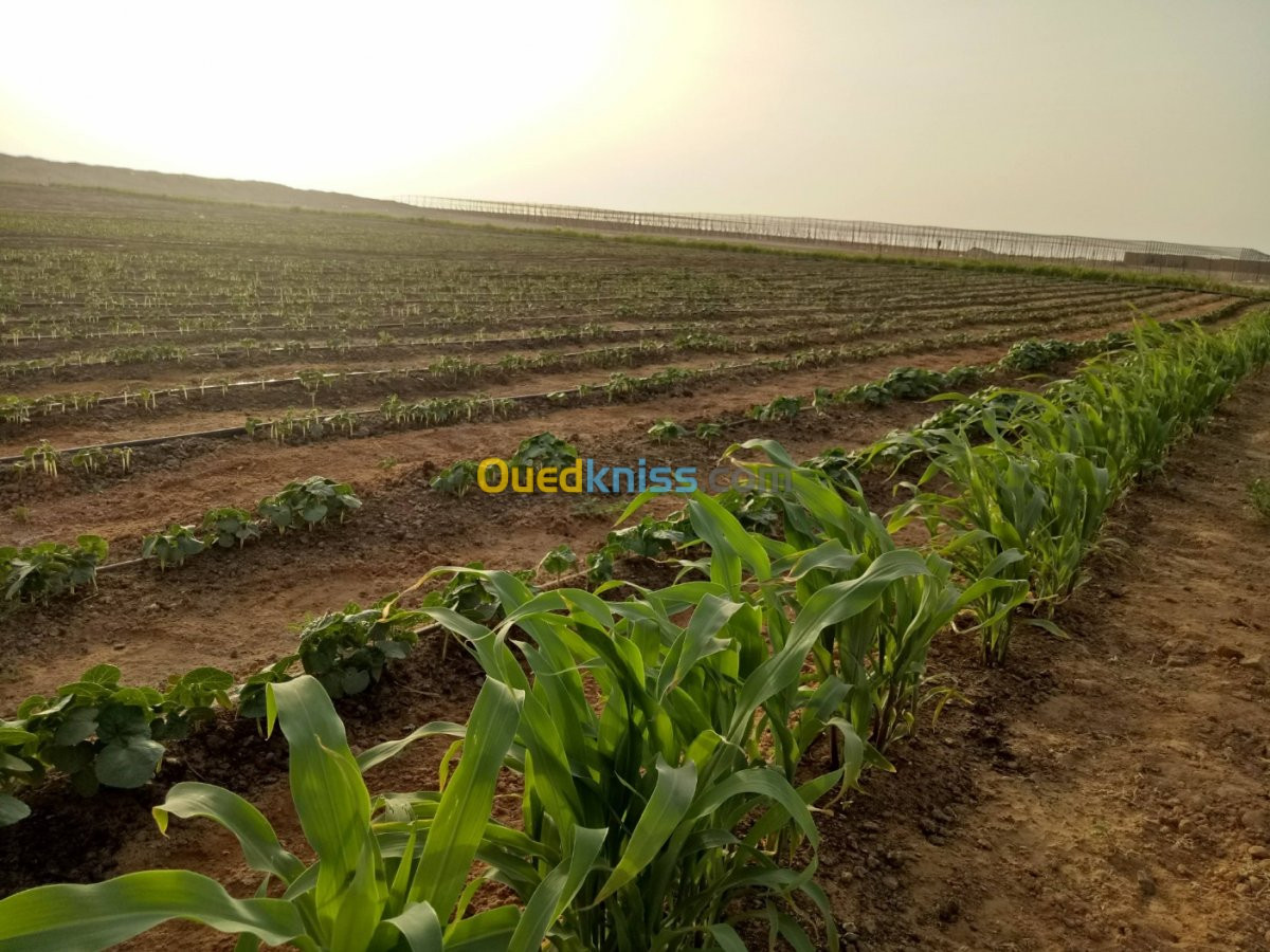 Vente Terrain Agricole Biskra Oumache