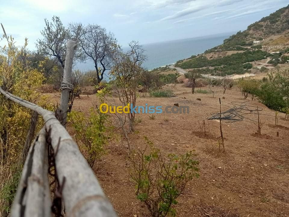 Vente Terrain Tipaza Larhat