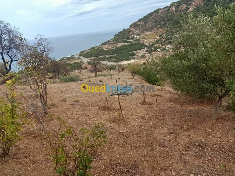 Vente Terrain Tipaza Larhat