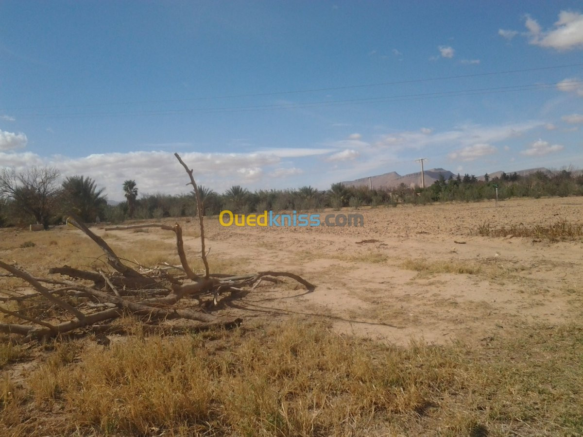 Vente Terrain Agricole Msila Bou saada