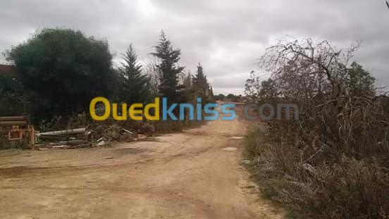 Vente Terrain Mostaganem Sidi lakhdaara